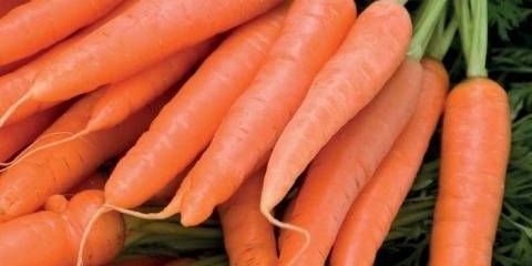 Kako posaditi granuliranu šargarepu